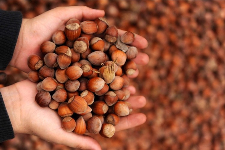 Ticaret borsalarında 138 bin tonu aşkın fındık işlem gördü