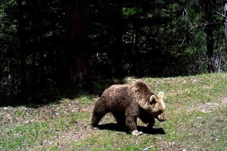 DKMP'de 73 bin yaban hayvanı tedavi edilerek doğaya salındı