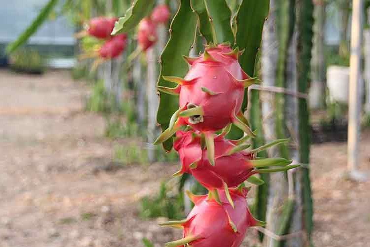 Alternatif ürün ve piyasalar büyüyor