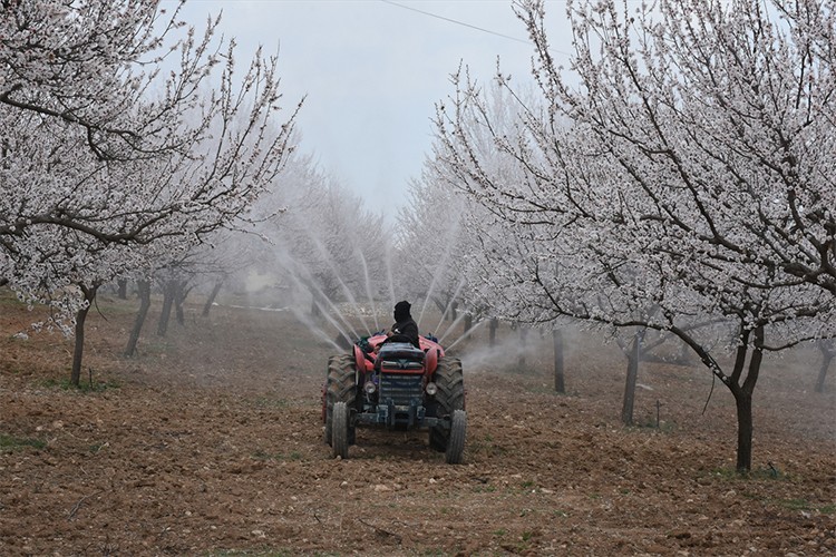 Malatya'da kayısı üreticileri yeni sezona hazırlanıyor
