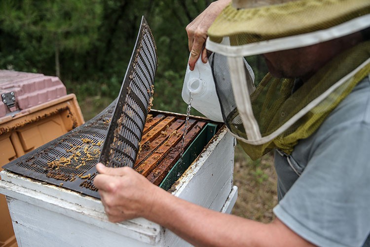 Kuraklıktan etkilenen arılar için "kovana bir kap su" önerisi