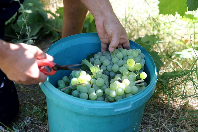 Çavuş üzümünde üreticiler hasat mesaisinde
