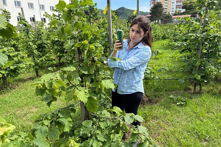 Tombul fındığın yeni dikim uygulamaları verimi artırdı