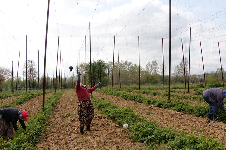 Bilecik'te şerbetçi otu üretilen arazilerde iplik sarma işlemi başladı