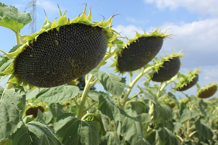 Bazı ürünlerde gümrük vergisi yıl sonuna kadar sıfırlandı