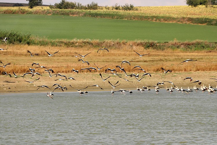 Güneye göçen leylekler Tekirdağ semalarında