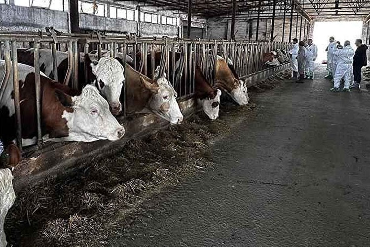 Şap hastalığına karşı "önleyici ve risk temelli model" önerisi