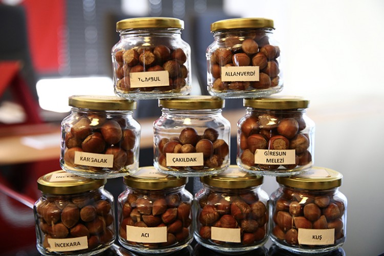 Fındığın gen kaynakları Fındık Araştırma Enstitüsünde korunuyor