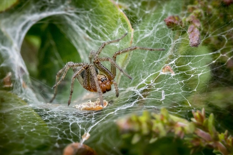 Türünün en büyüğü bulundu