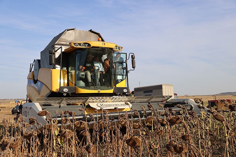 Yerli tohumdan üretilen ayçiçeğinin hasadı yapıldı