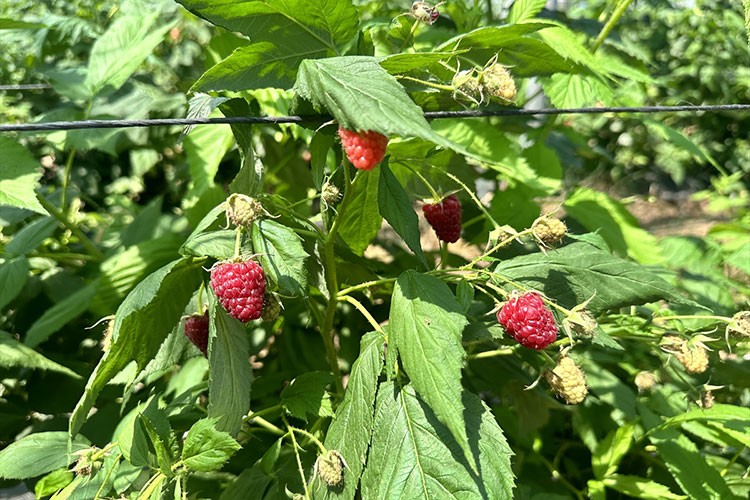 Isparta'da üretimi yaygınlaşan ahududu hasadı yapılıyor