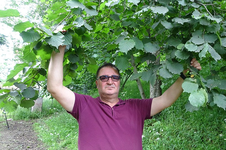 Fındık üreticisinin 'Drakula' sevinci