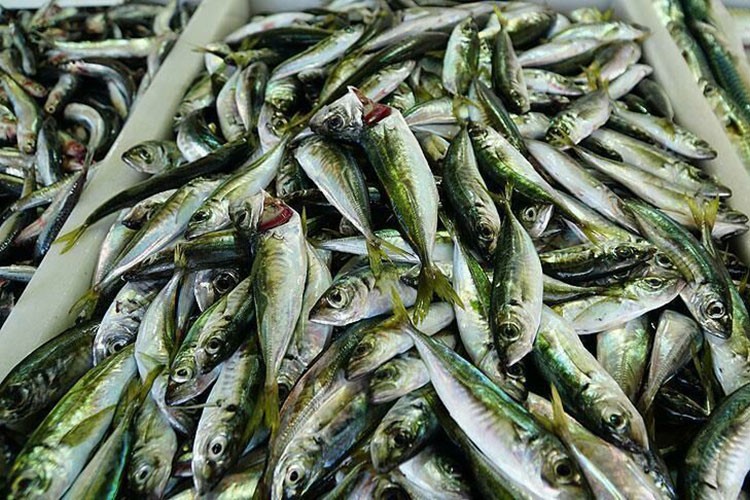 İstavrit bolluğu fiyatı düşürdü