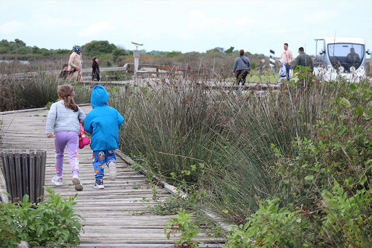 Kızılırmak Deltası Kuş Cenneti'nde ziyaretçi yoğunluğu