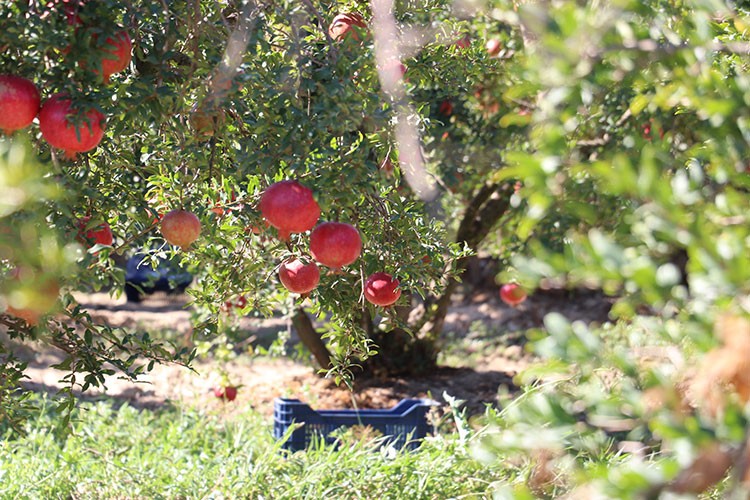 Denizlili nar üreticisi, sezondan umutlu