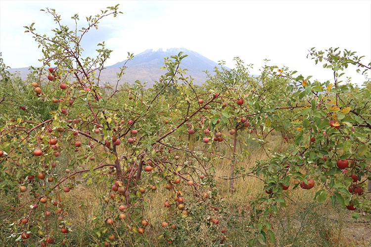 Ağrı Dağı manzaralı meyve bahçesinde elma hasadı başladı