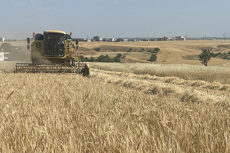 Adıyaman'da sezonun ilk hububat hasadı yapıldı