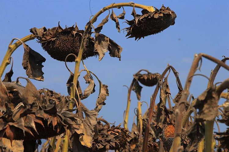 Dalaman TİGEM işletmesinde ayçiçeği hasadı yapılıyor