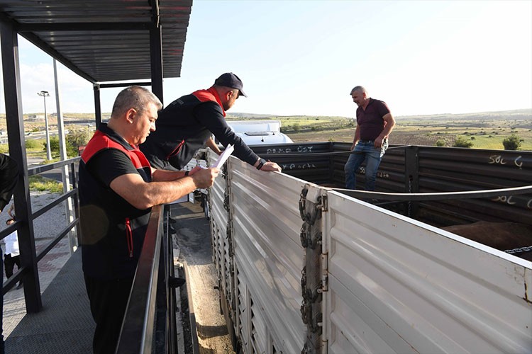 Bayramı öncesi hayvanlara yol denetim istasyonlarında sıkı kontrol
