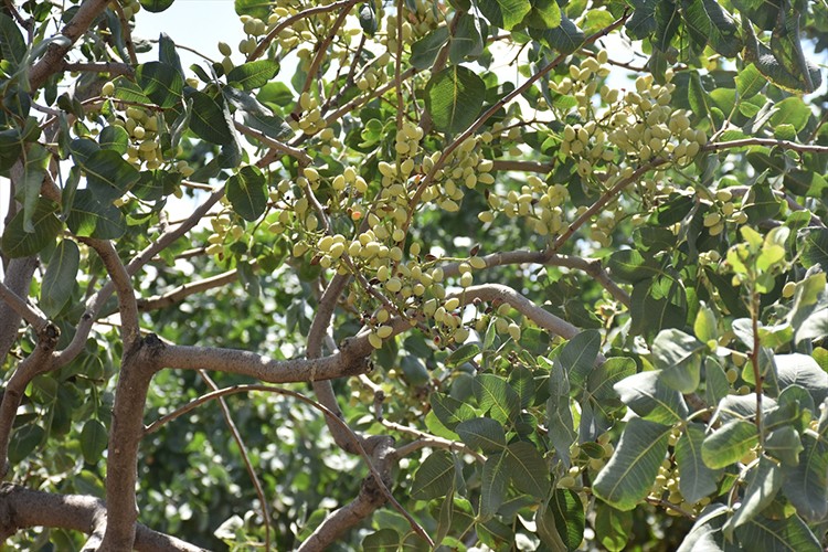 Atıl araziler fıstık bahçesine dönüştü