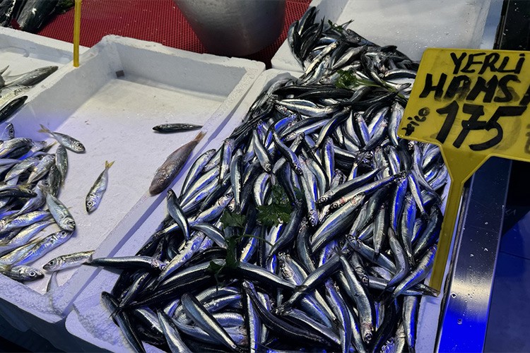 Doğu Karadenizli balıkçılar hamsi için gün sayıyor