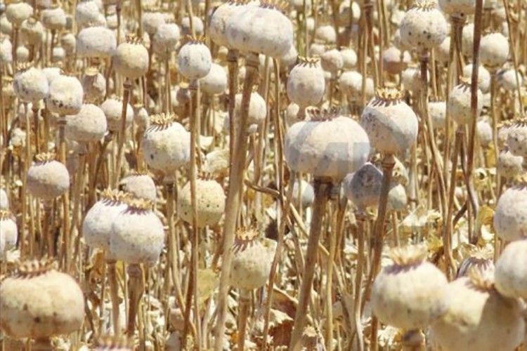 Haşhaş kapsülü alım fiyatı belirlendi