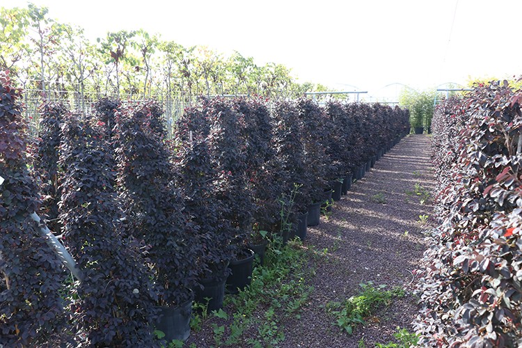 Süs bitkilerine kalite standardı getirecek proje geliştirildi