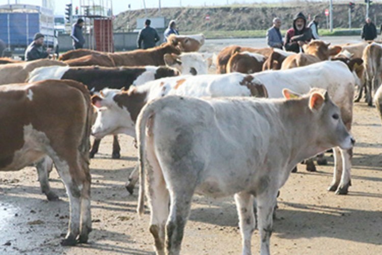 Kars'tan batıdaki besi çiftliklerine kurbanlık sevkiyatına sıkı denetim
