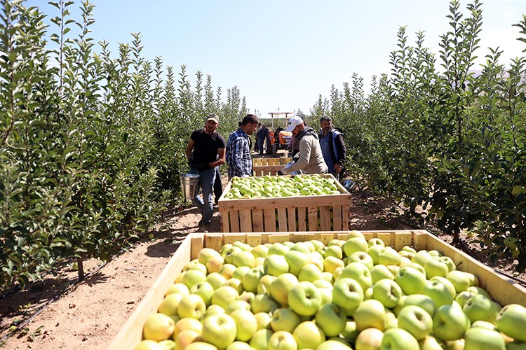 36 bin nüfuslu ilçeden 18 ülkeye elma ihracatı