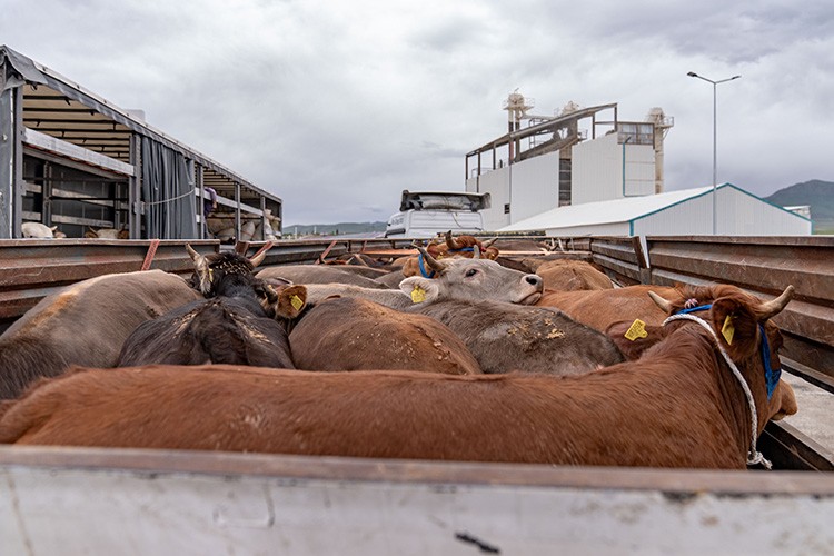 Batı illerine gönderilen kurbanlıklar Erzurum'daki istasyonda kontrol ediliyor