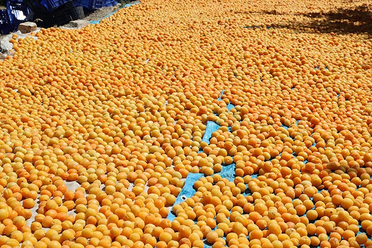 "Gürün kayısı"sı markalaşacak