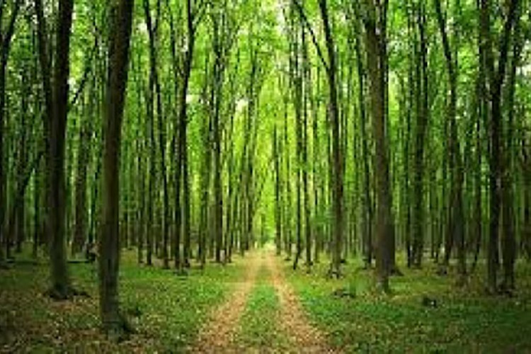 Sanat binası yapılacak