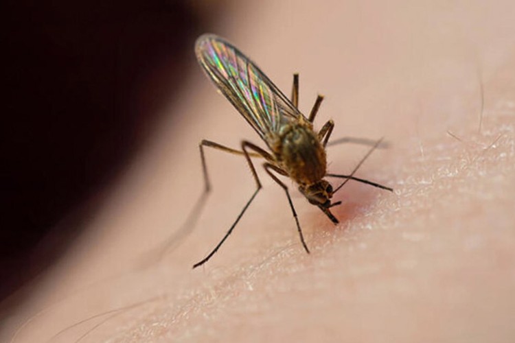 Asya kaplan sivrisineğine dikkat