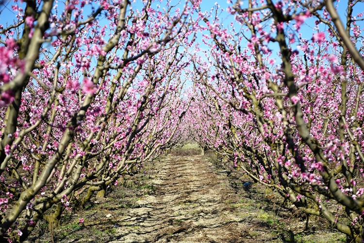 Lapseki'de ağaçlardaki çiçek yoğunluğu