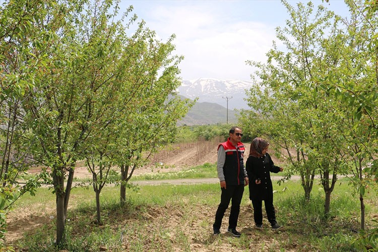 40 bin vişne ağacıyla üretime katkı sağlıyor