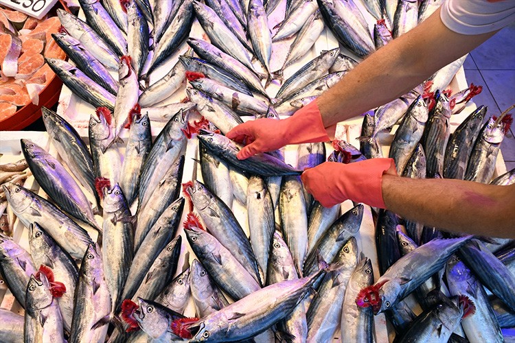 Trabzon'daki balıkçı tezgahlarında palamut bolluğu