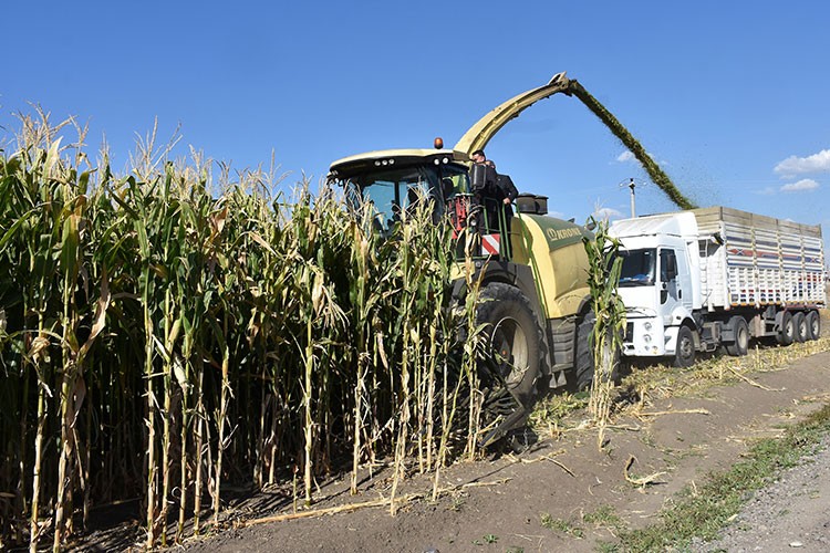 Muş'ta silajlık mısırın hasadına başlandı