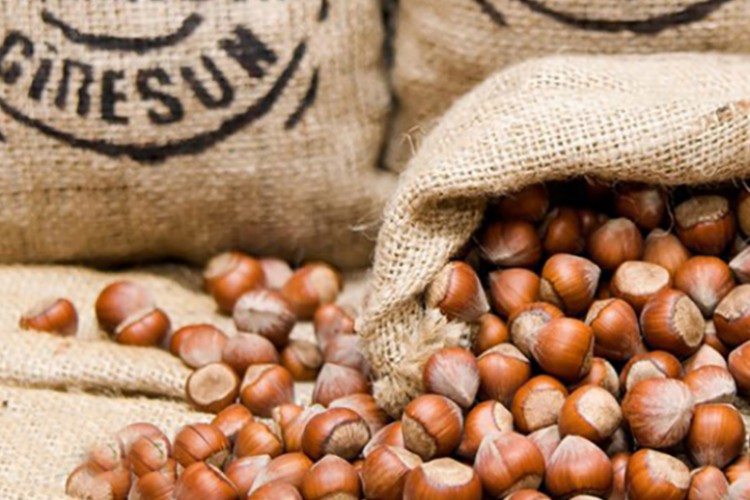 Giresun'da fındık fiyatı 83 liraya yükseldi