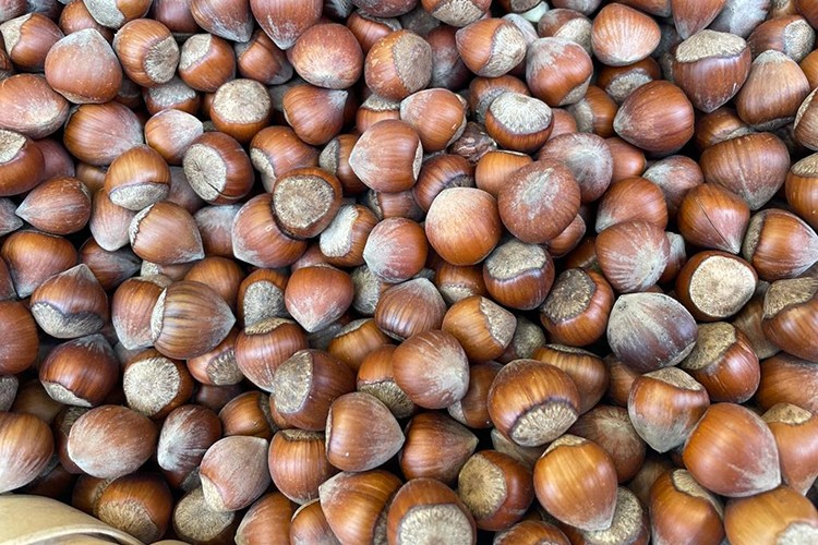 Fındıkta erken hasadın yol açtığı sorunlar araştırılacak