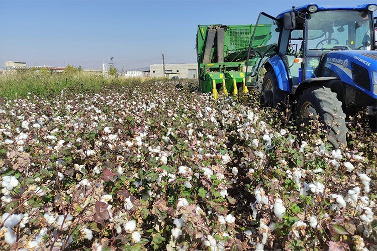 Araban Ovası'nda pamuk hasadı başladı