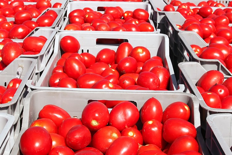 Yaş meyve sebze ve meyve sebze mamulleri ihracatı 6 ayda 3 milyar doları aştı