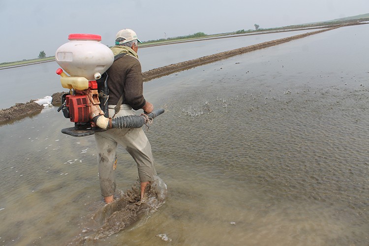 Çeltik ekimi hızlı başladı