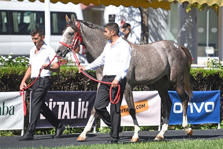 Arap tayı 6 milyon liraya satıldı