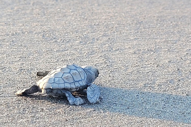 Deniz kaplumbağaları için pilot uygulama