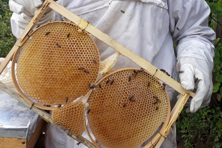 Yurt genelinde bal hasadı sürüyor