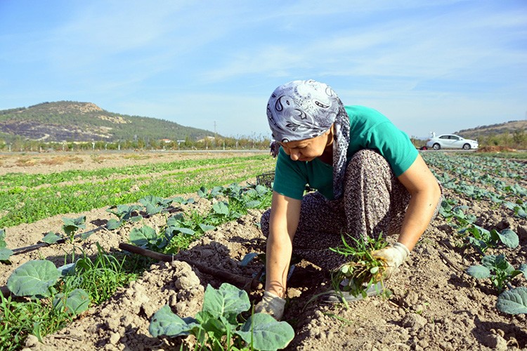 Kadınlardan doğal tarım atağı