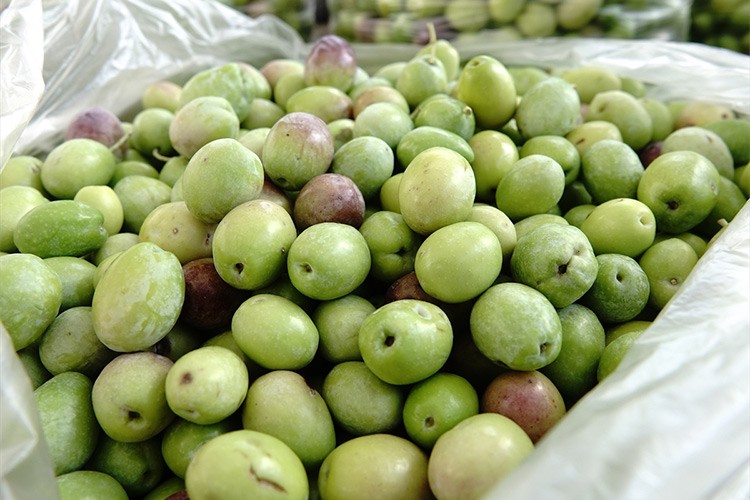 Kırma yeşil zeytin damakları tatlandırmaya başladı
