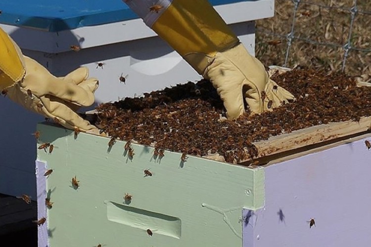 Arıcılardan üreticilere kovan başına üretimi artırma çağrısı