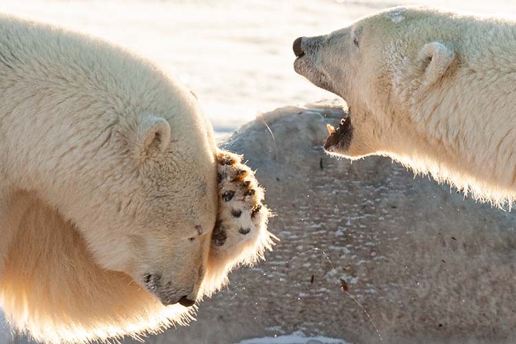 The Comedy Wildlife Awards dünyanın en eğlenceli karelerini yayınladı