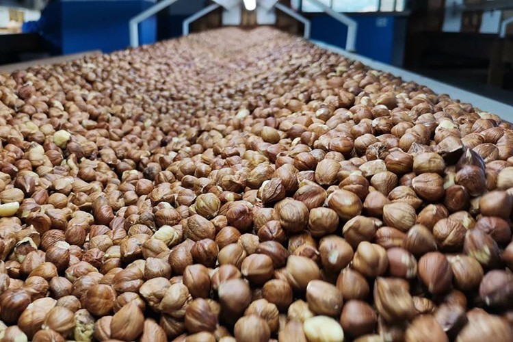 AB ülkelerine7 bin 581 ton iç fındık ihraç edildi